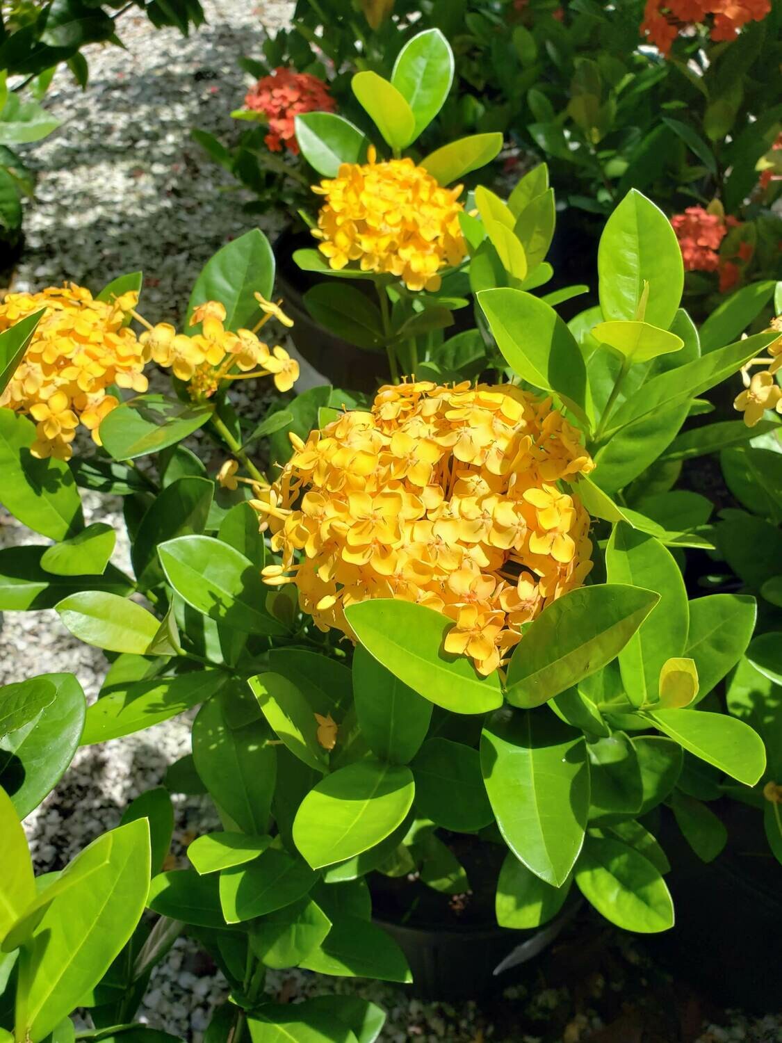 ixora