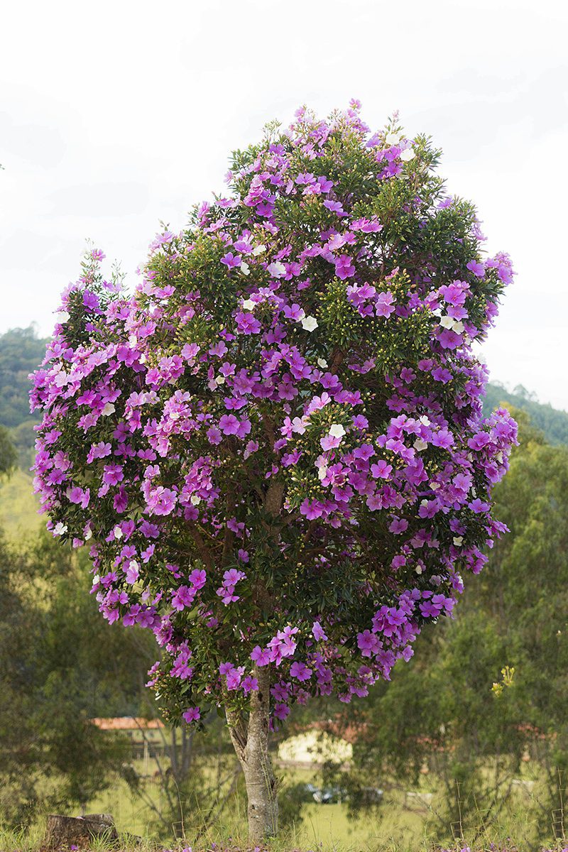 manaca da serra