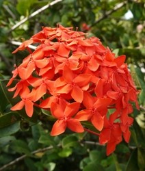 ixora