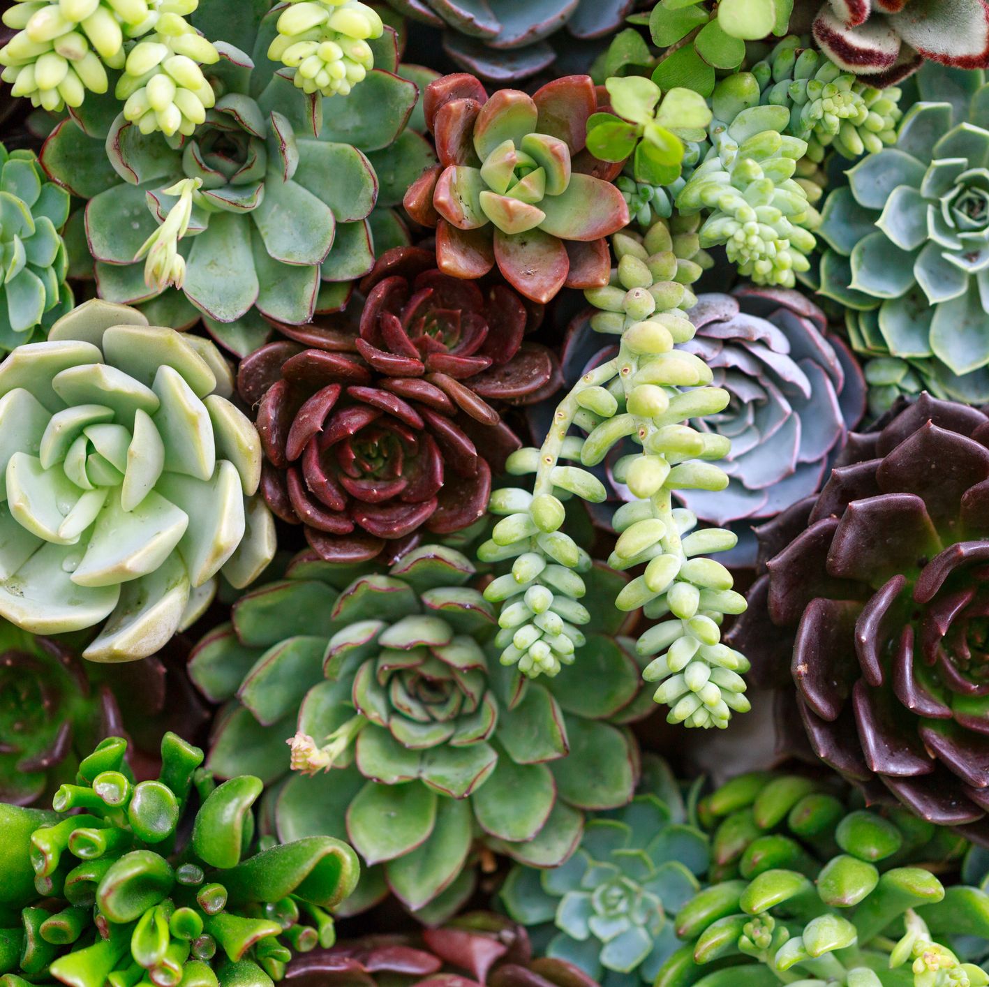 how to care for succulents