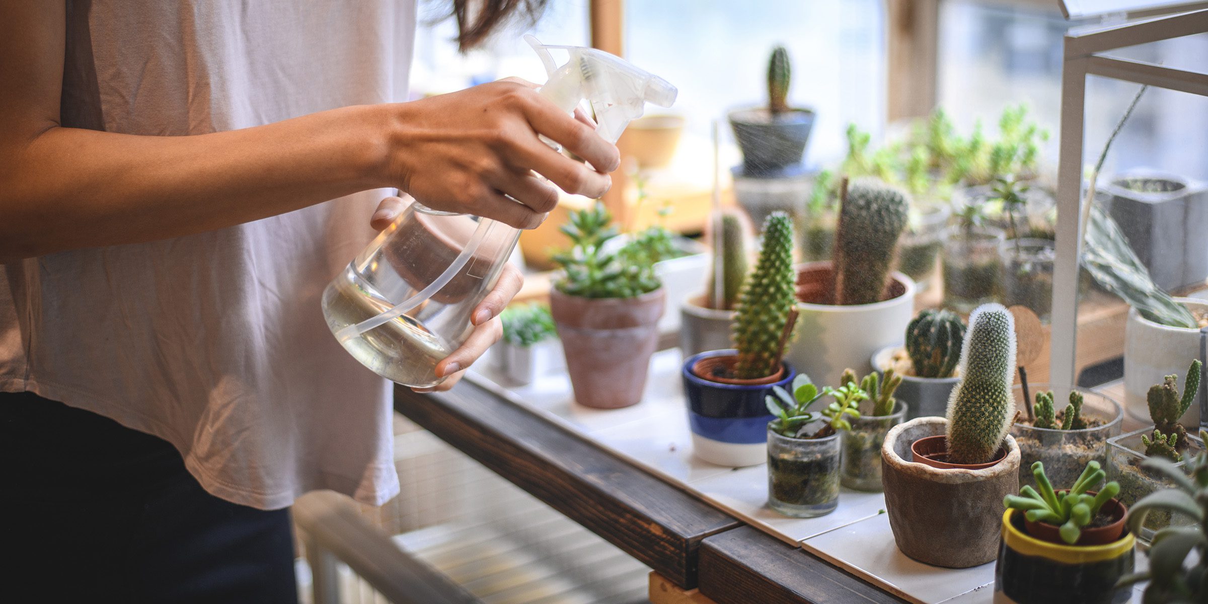 how to care for succulents