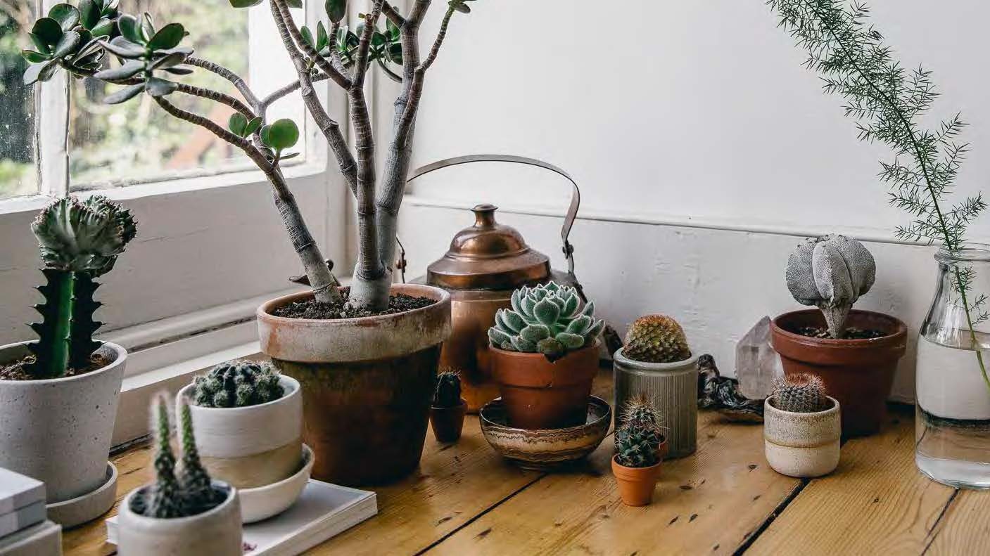 how to care for succulents