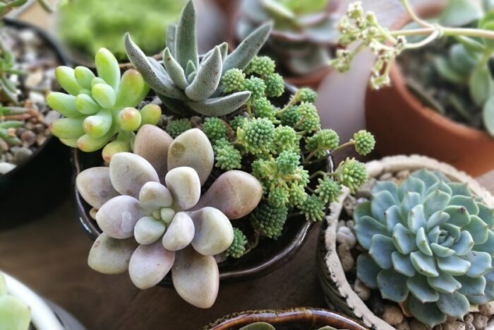 how to care for succulents