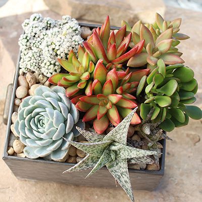 how to care for succulents