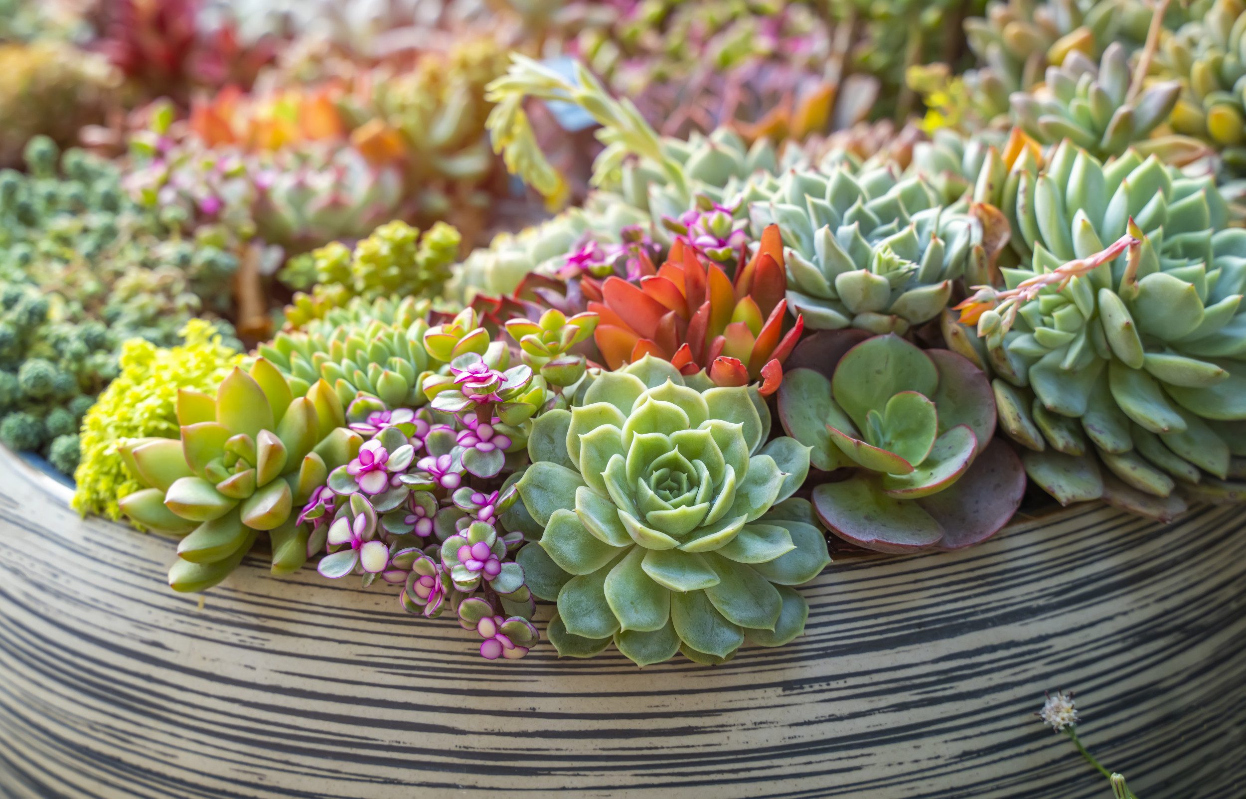 how to care for succulents