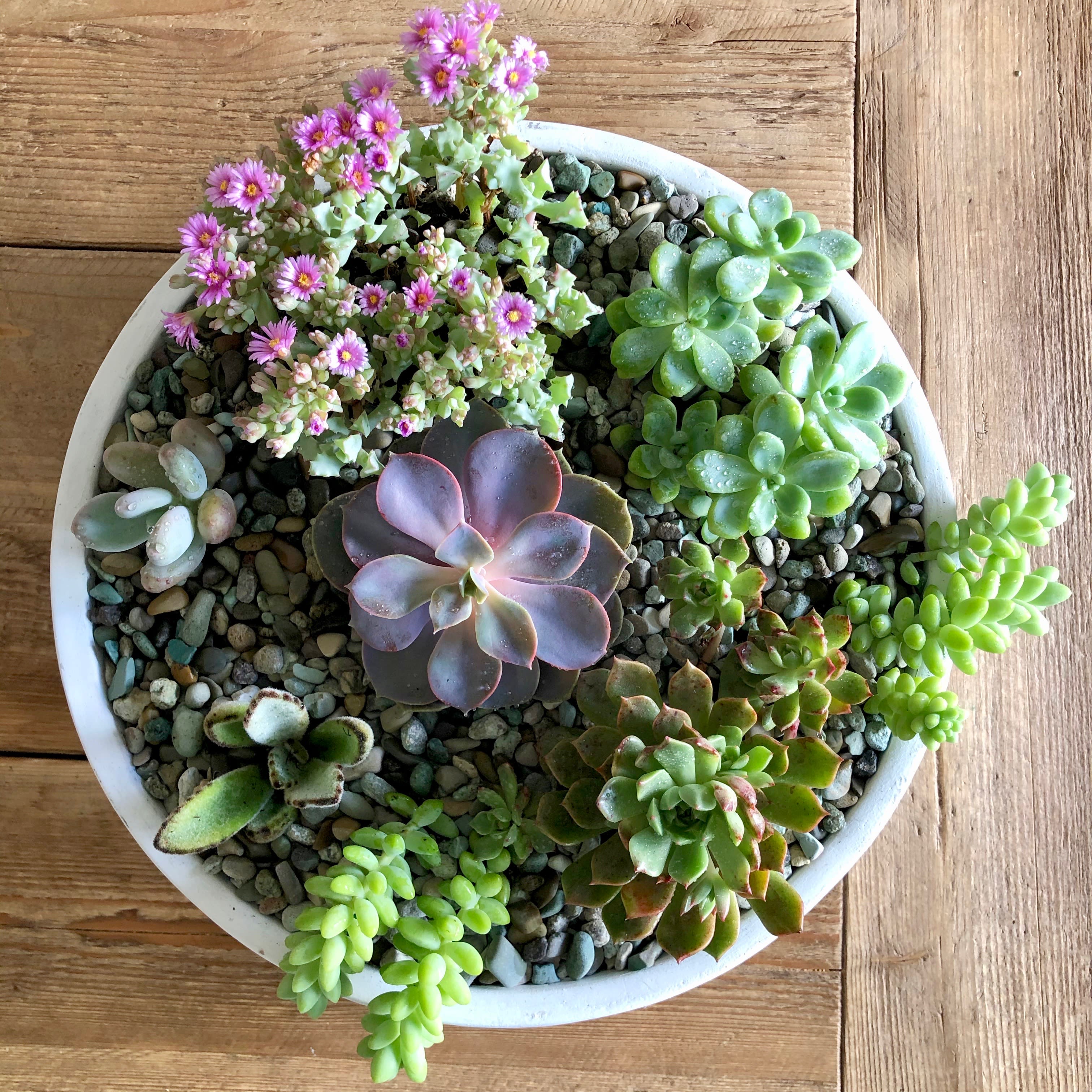 how to care for succulents