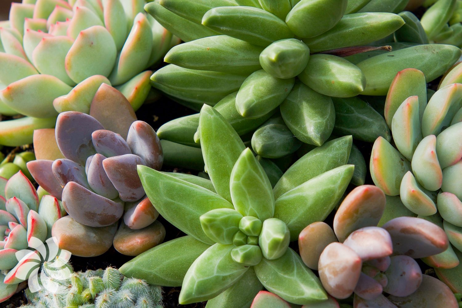 how to care for succulents