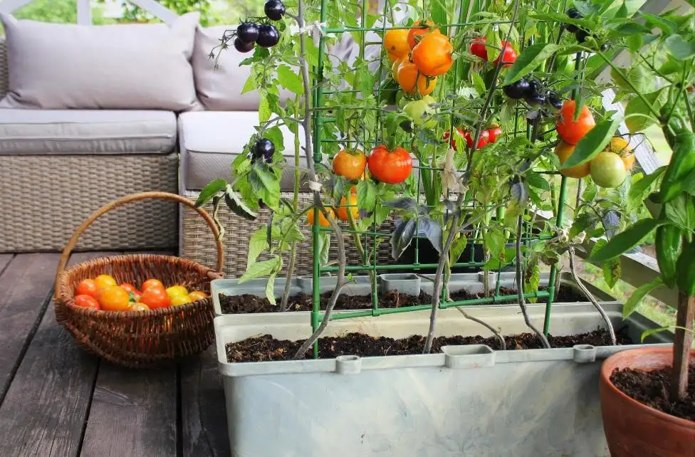 vegetable garden in apartment