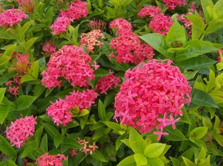 ixora