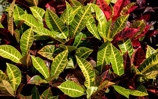 pingo de ouro como cultivar o arbusto e os principais usos