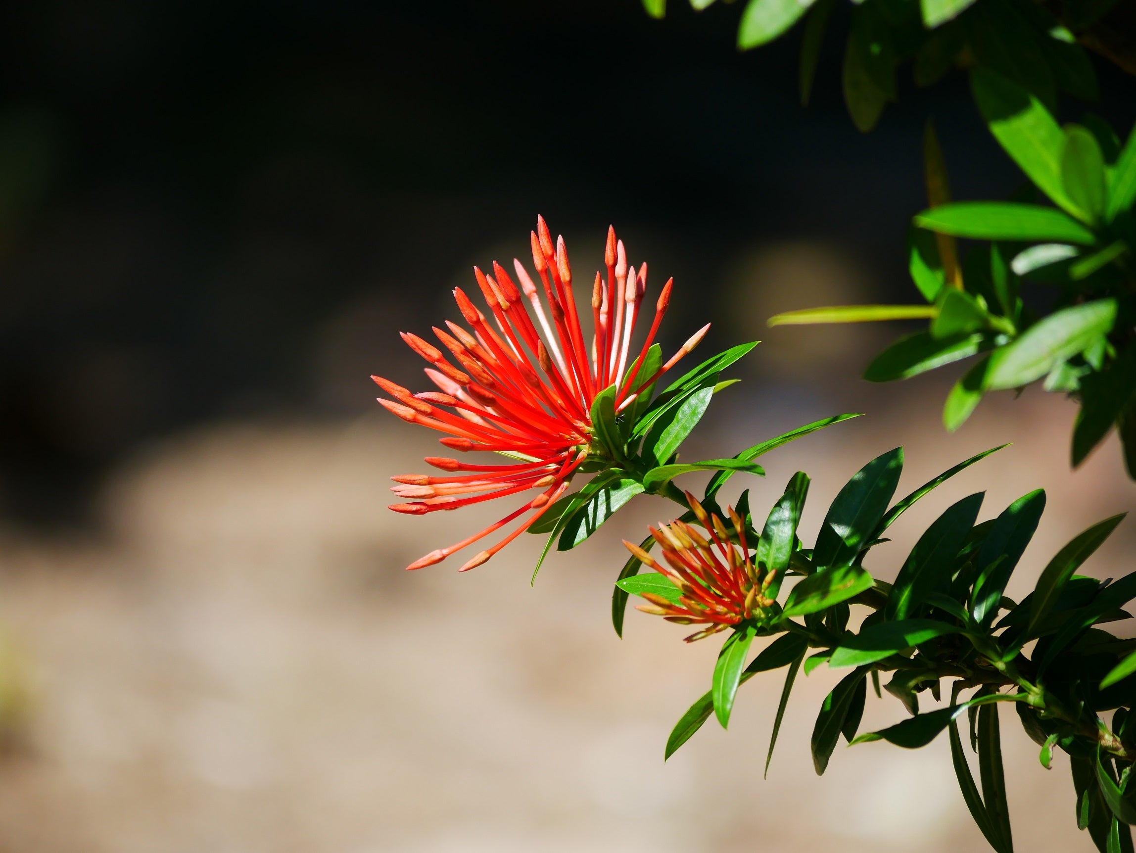 ixora