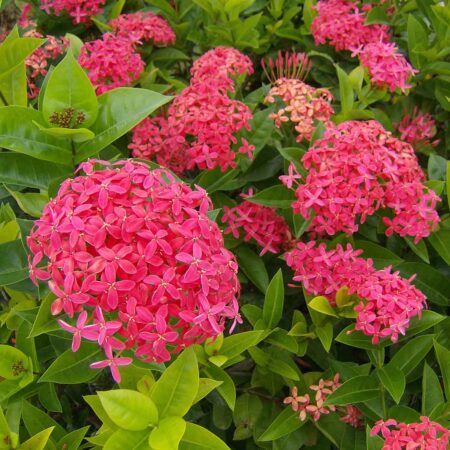 Ixora