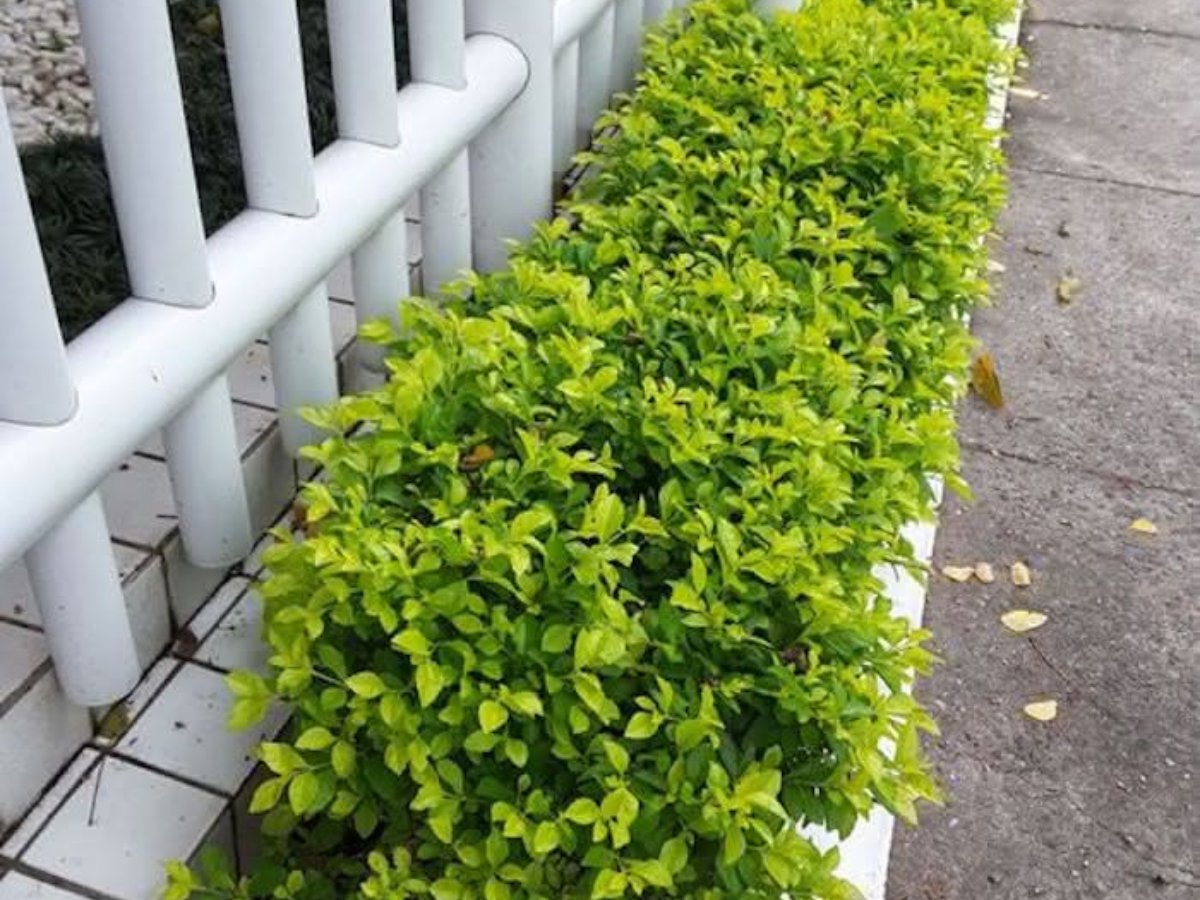 pingo de ouro como cultivar o arbusto e os principais usos