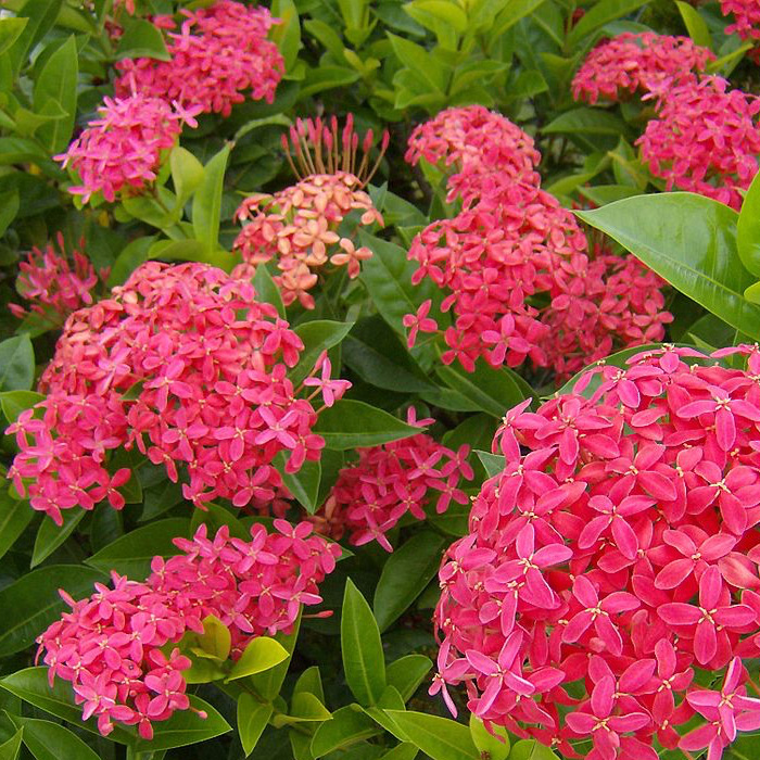 ixora