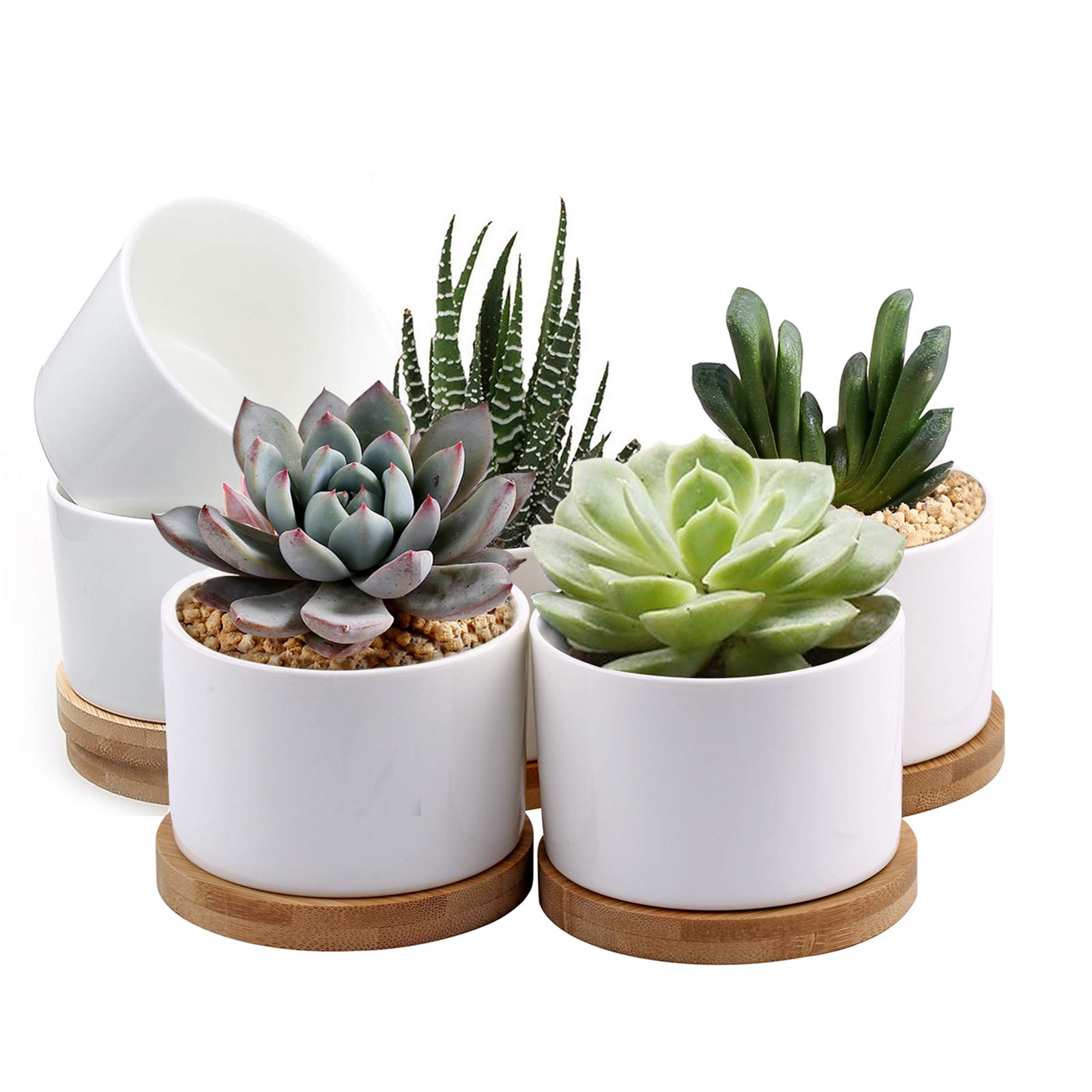 pots for succulents