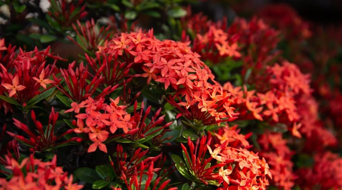 ixora