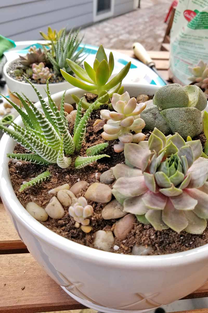 pots for succulents