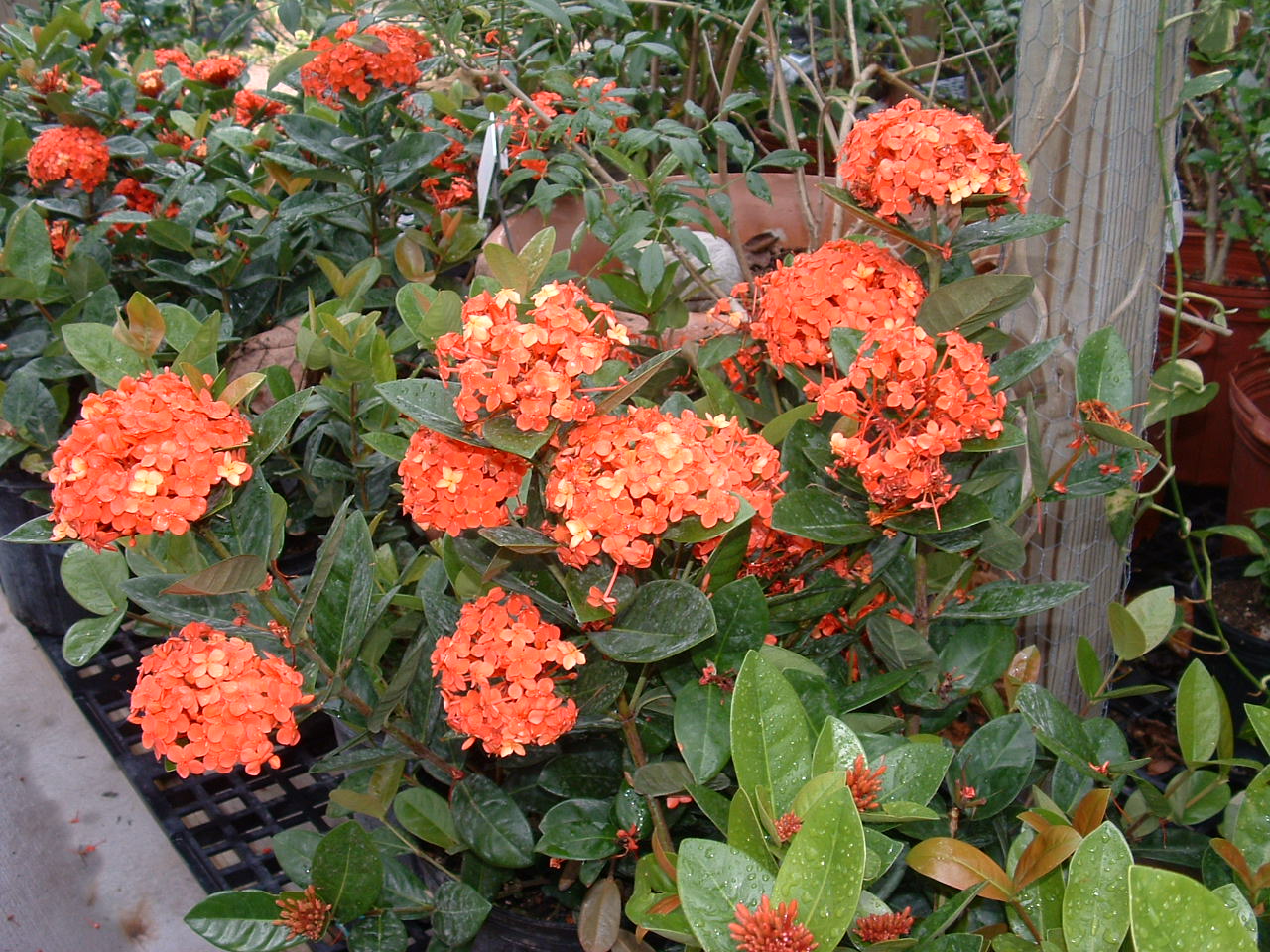 ixora