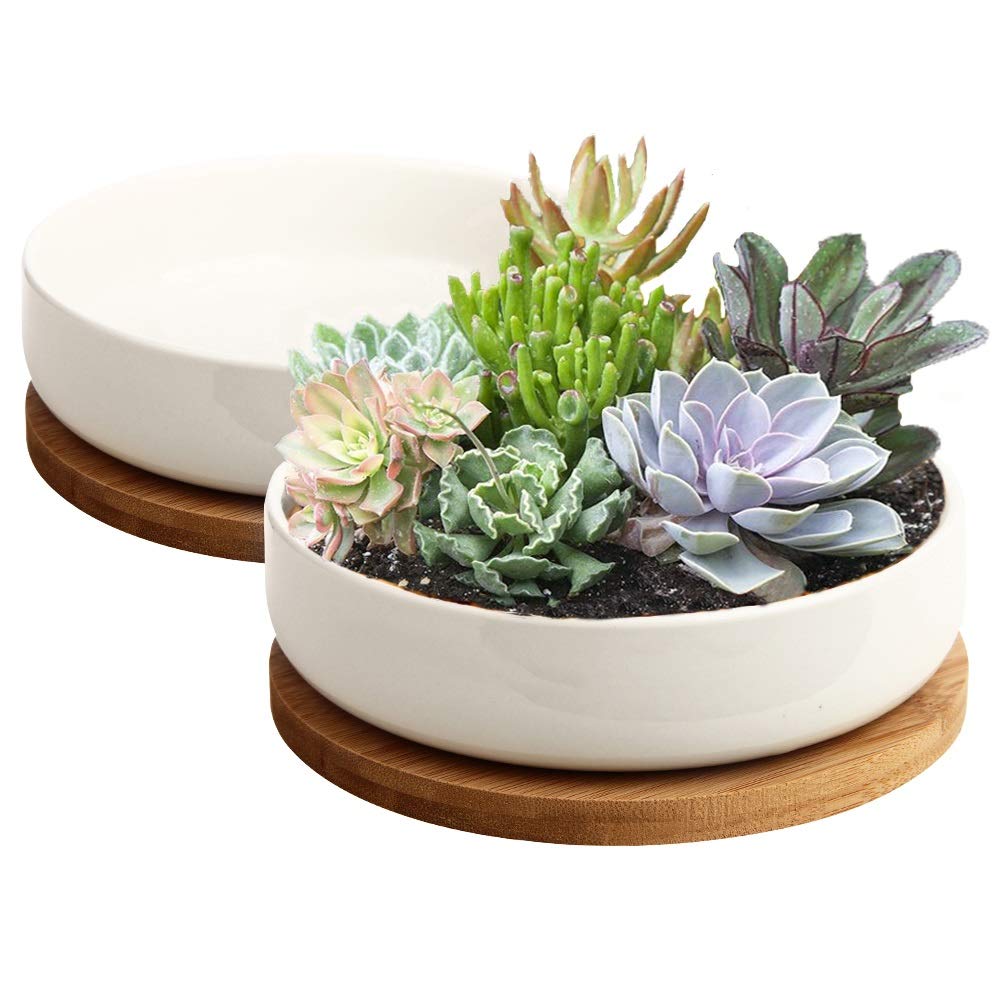 pots for succulents