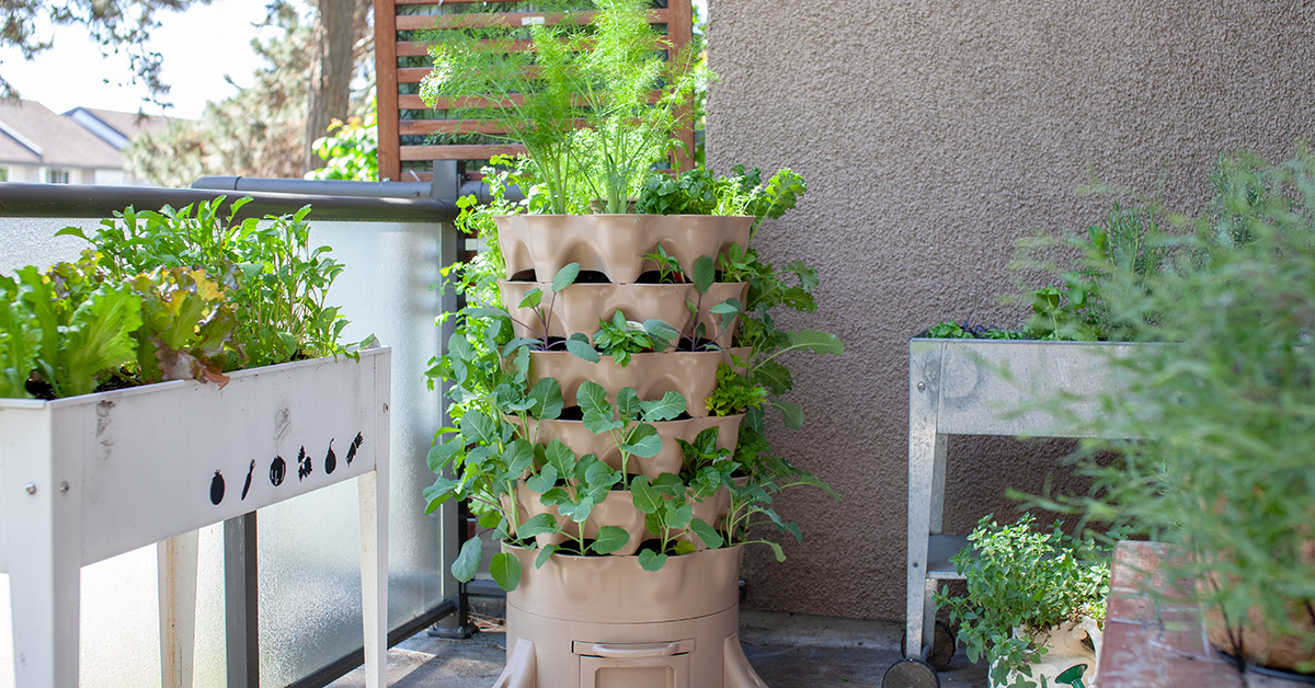 vegetable garden in apartment