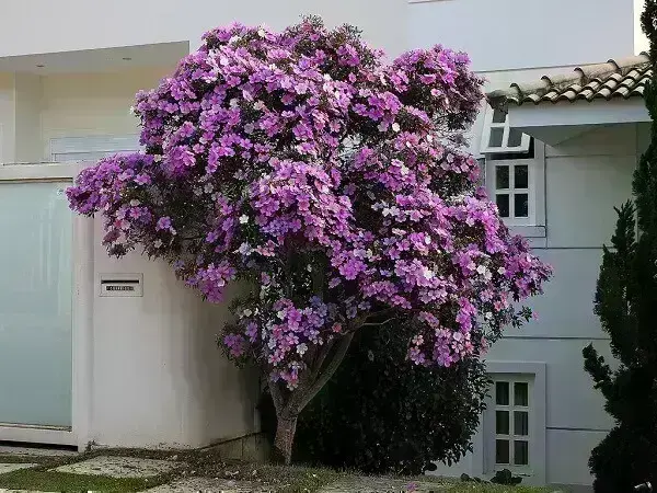 manaca da serra