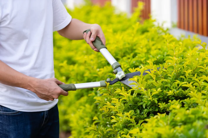 pingo de ouro como cultivar o arbusto e os principais usos