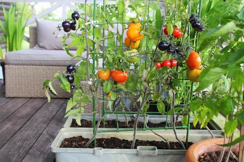 vegetable garden in apartment