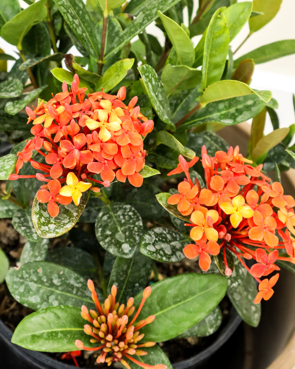 ixora