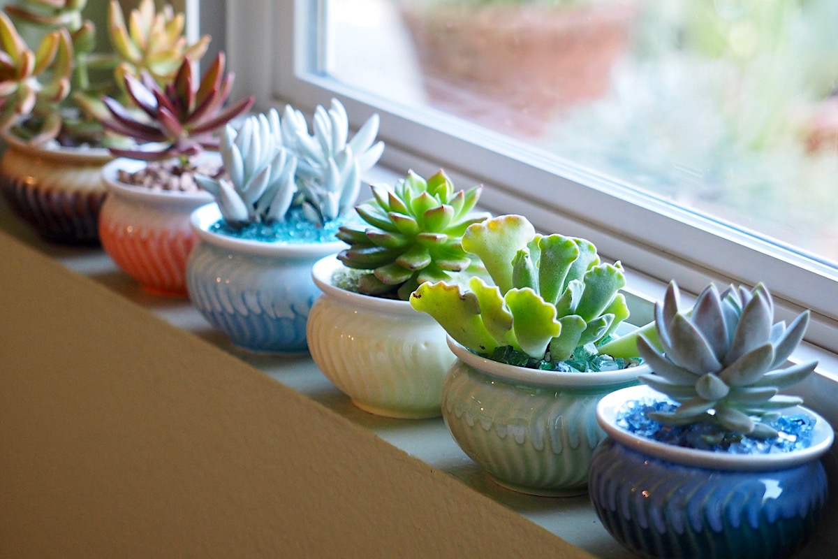 pots for succulents