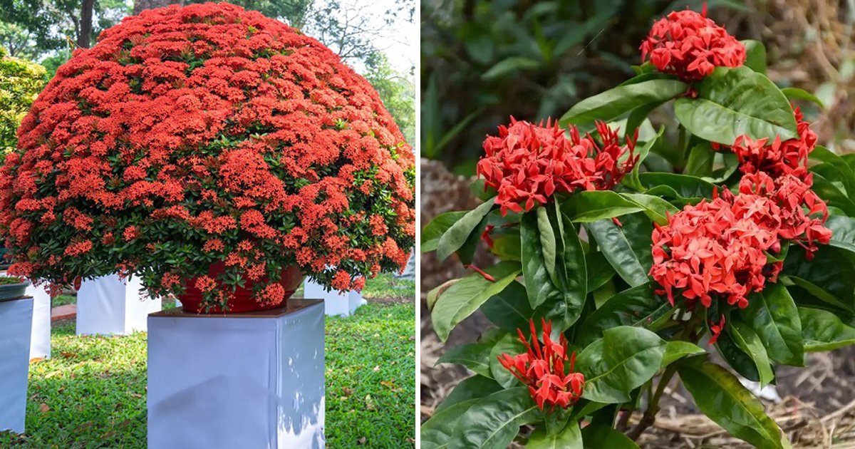 ixora