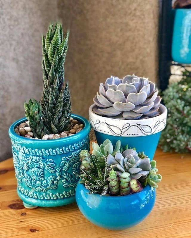 pots for succulents