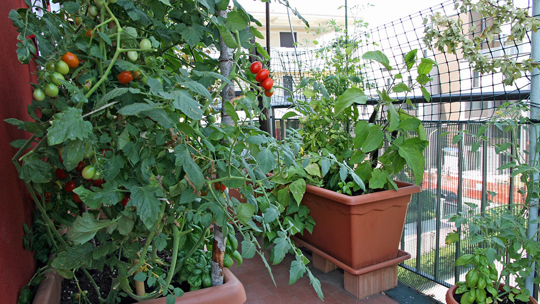 vegetable garden in apartment