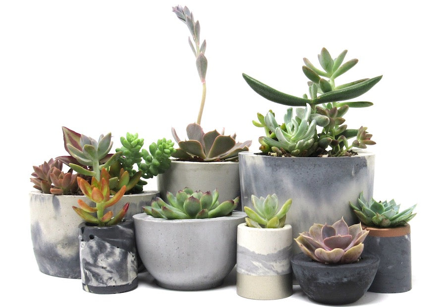 pots for succulents