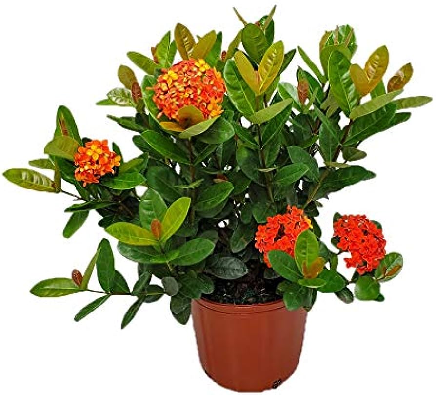 ixora