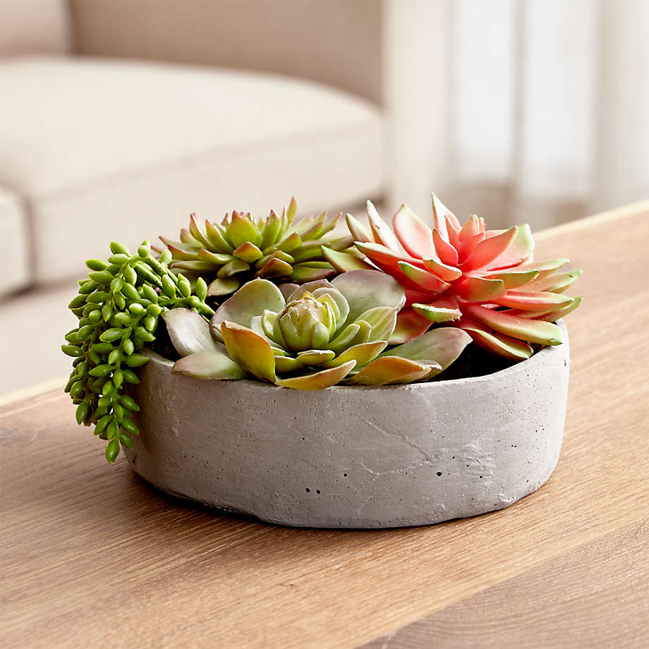 pots for succulents