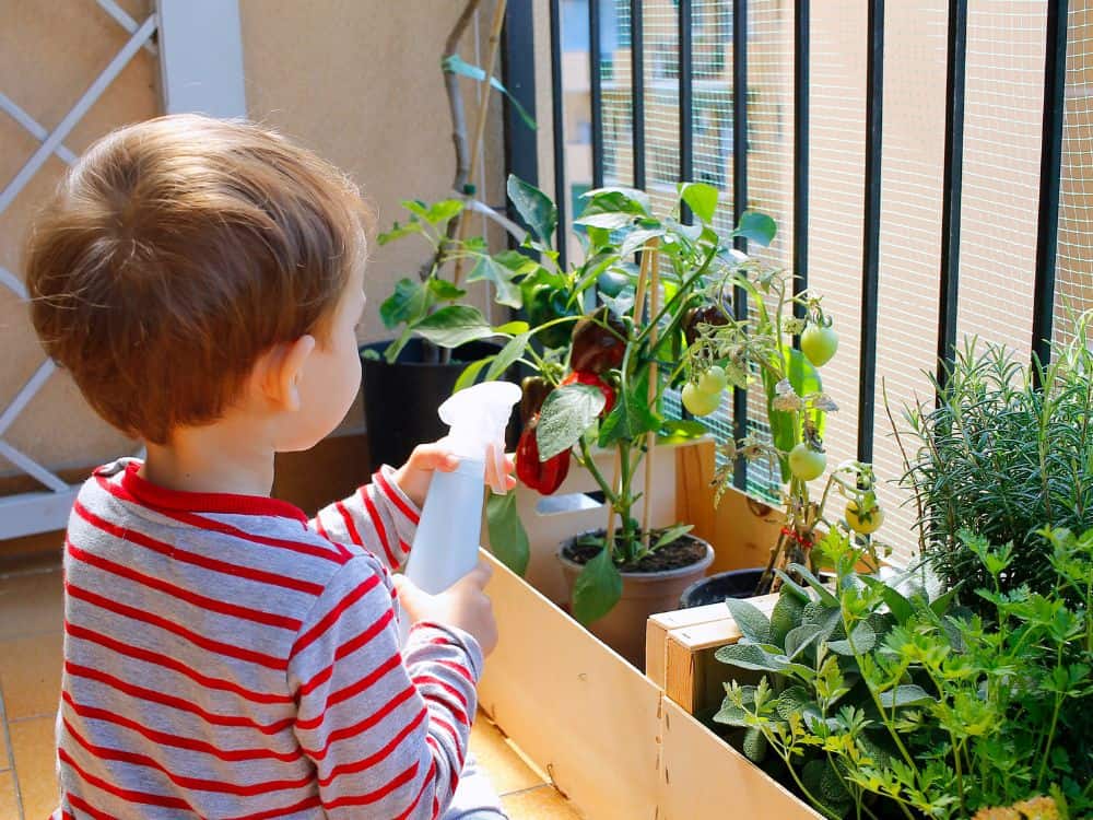 vegetable garden in apartment