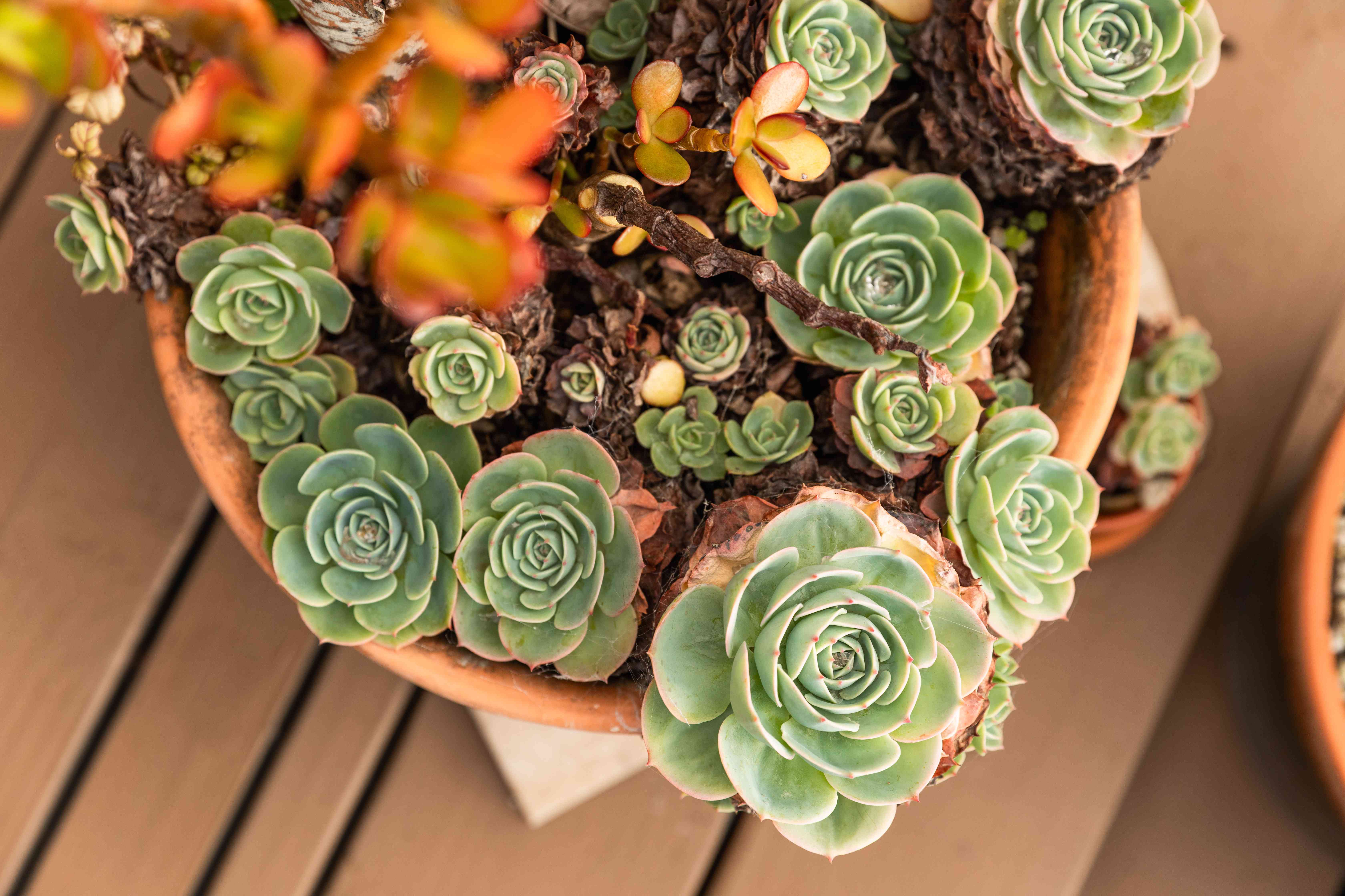 pots for succulents