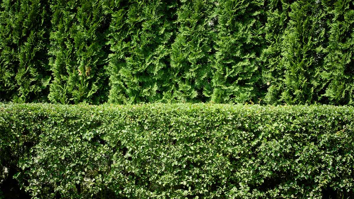 hedge