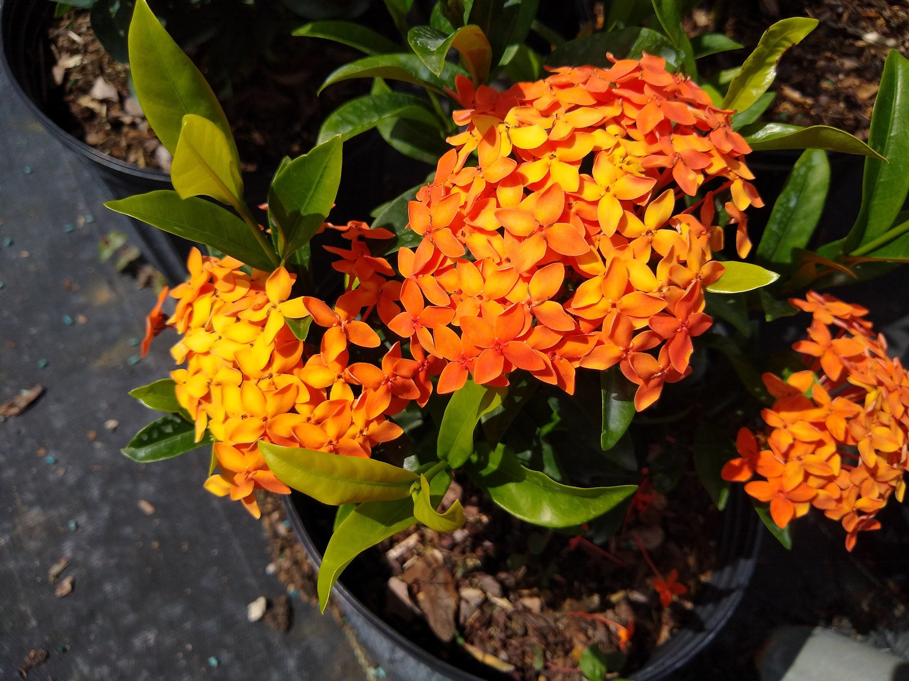 ixora