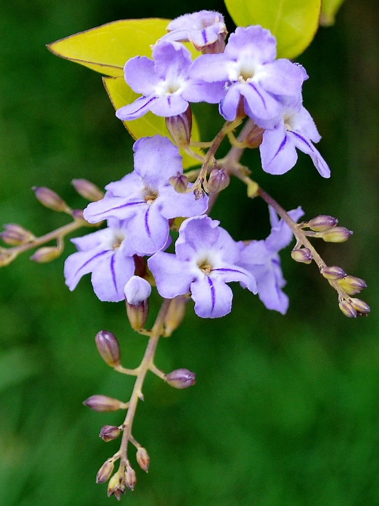 pingo de ouro como cultivar o arbusto e os principais usos