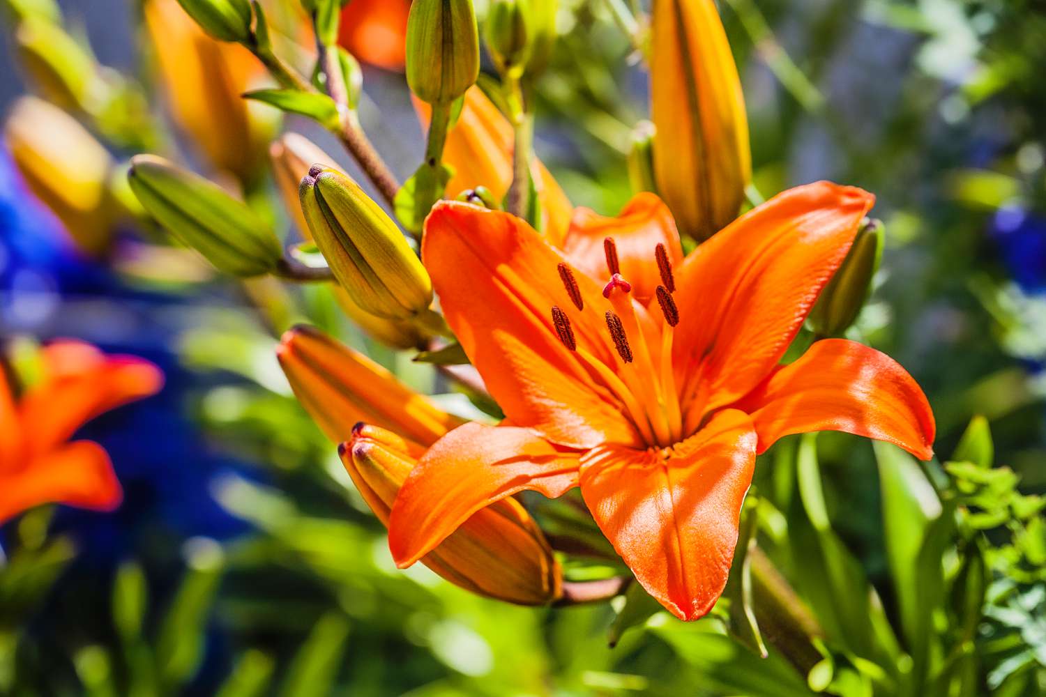 how to care for lilies