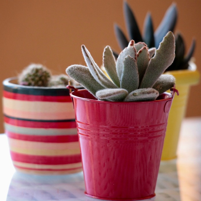 pots for succulents