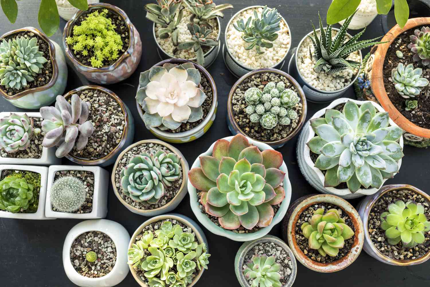 how to care for succulents