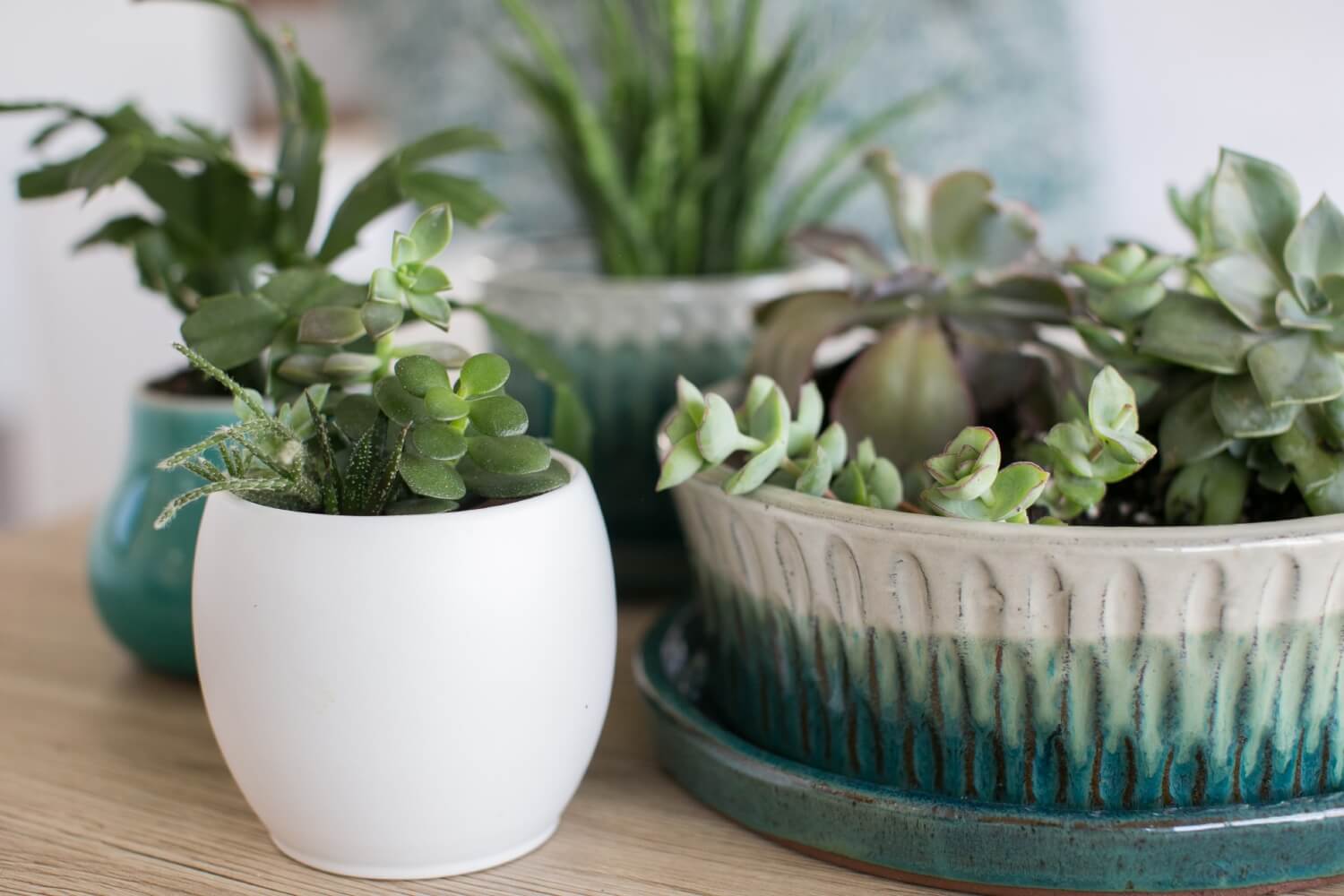 pots for succulents