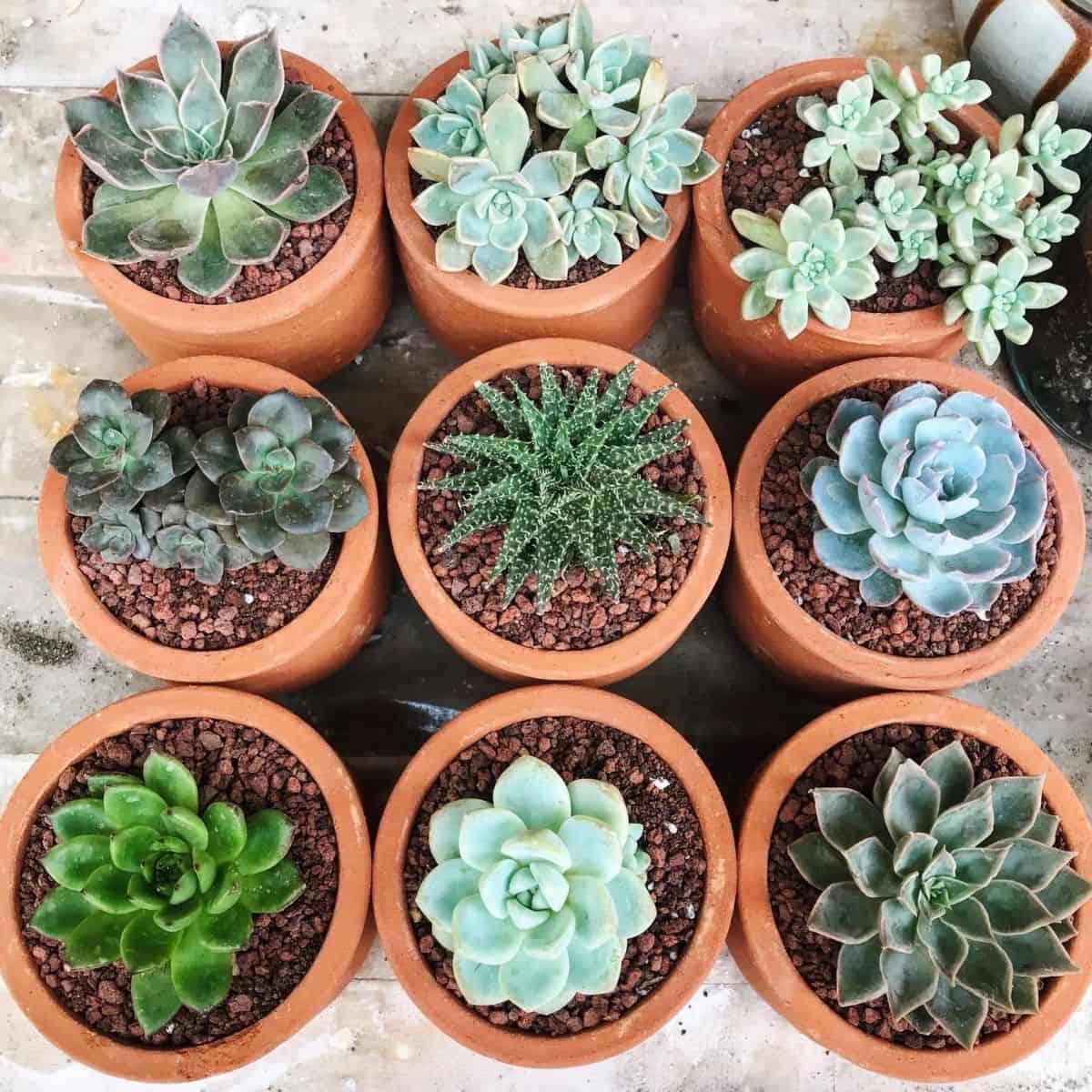 pots for succulents