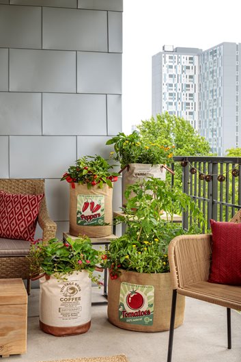 vegetable garden in apartment