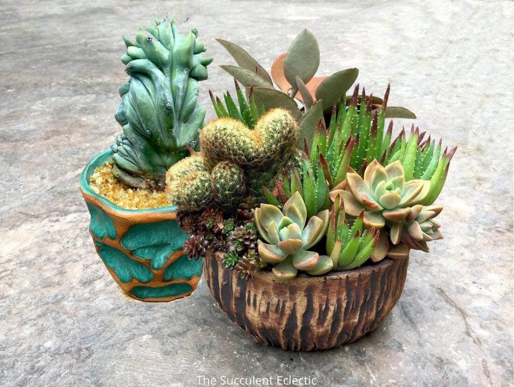 pots for succulents