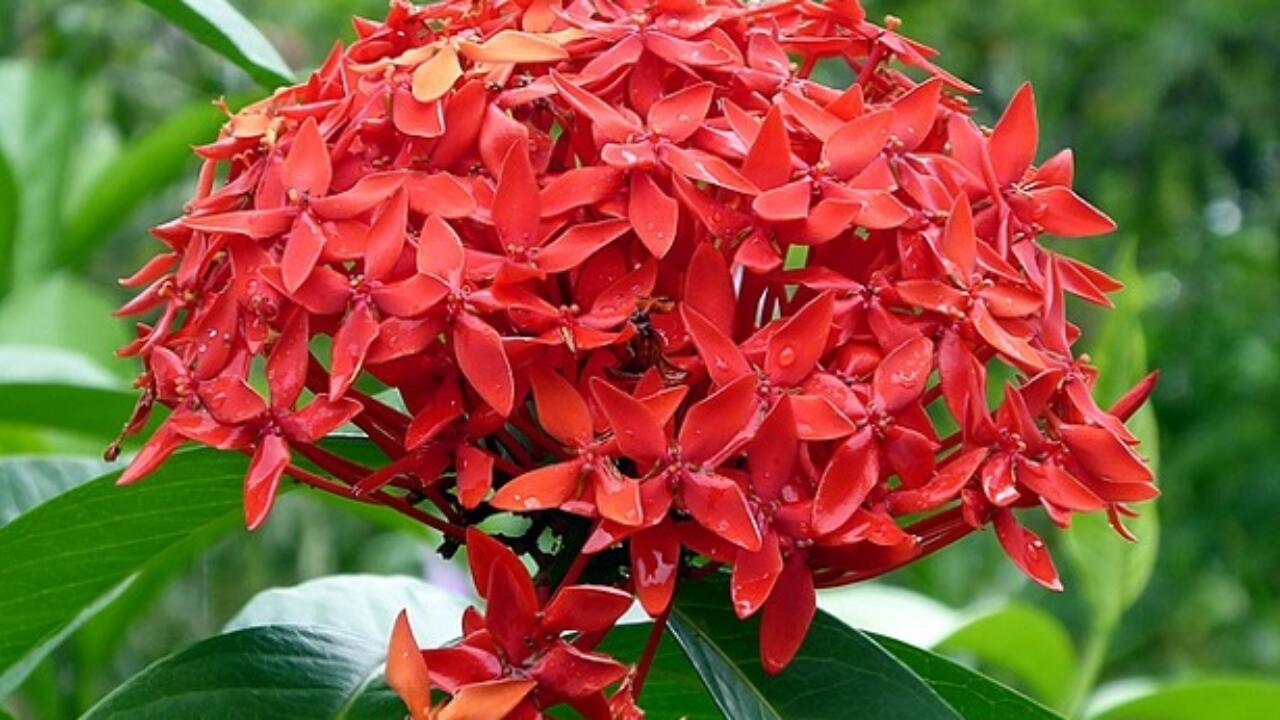 ixora