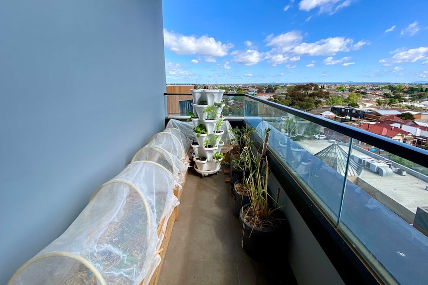 vegetable garden in apartment