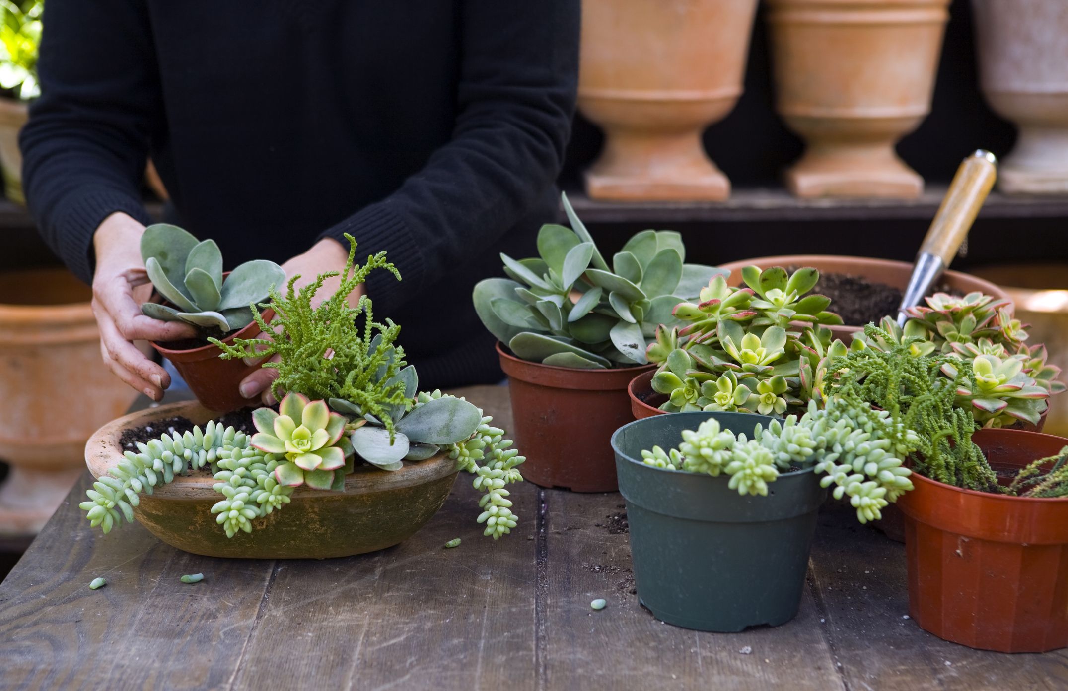 pots for succulents